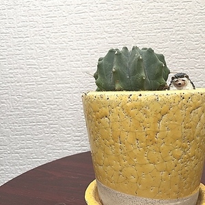 kazue_nail ⚛︎Buena⚛︎さんのネイルデザイン・ジェルネイルに関するスナップフォト(ID:403243)