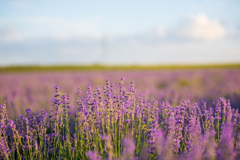 【2022年最新版】おすすめ!人気の除光液ランキング15選のアイキャッチ画像